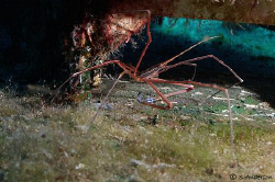 This photo is of an Arrow Crab thinking he could hide all... by Steven Anderson 